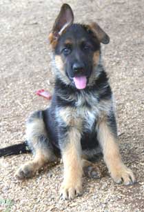 when do puppy ears stand up german shepherd ear taping taping germen shepherds ears when do puppy ears stand up german shepherd ear taping taping germen shepherds ears
