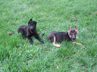 GSD puppies GSD puppies