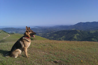 GSD of the Month - July 2010