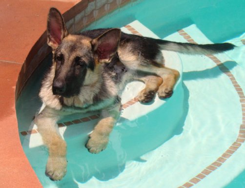 German Shepherd puppy Shadow