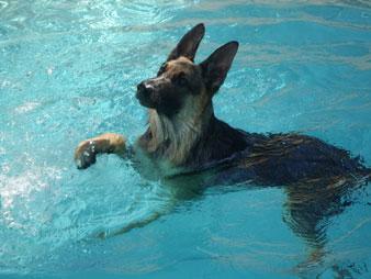 swimming German Shepherd Mika