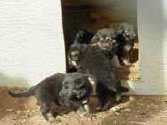 GSD puppies