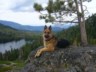 GSD in forest