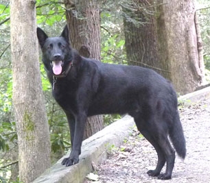 German Shepherd Dog