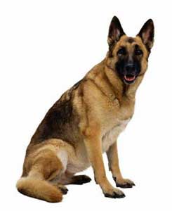 GSD sitting
