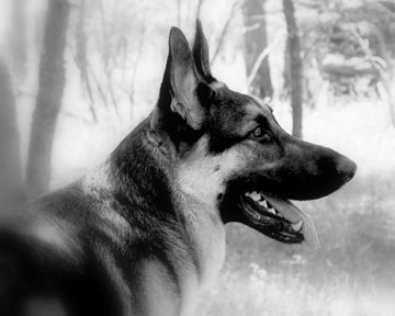 GSD of the Month - May 2010 - Axel