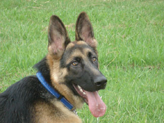German Shepherd Dog