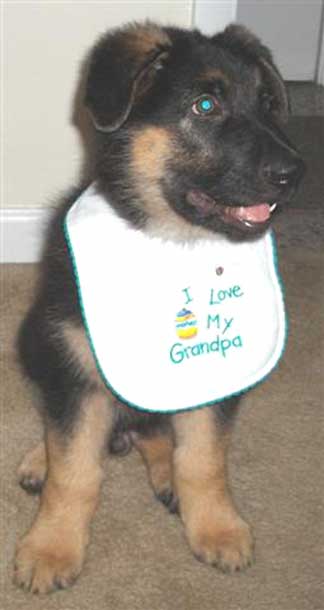 GSD of the Month - June 2010 - Buddy