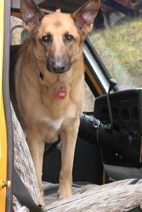 GSD in truck