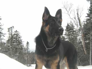 German Shepherd puppy Nicky