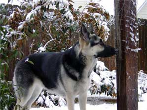 GSD in snow
