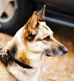 GSD Black and Tan saddleback