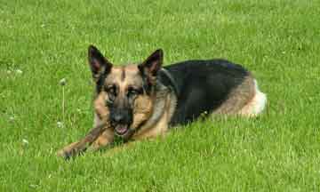 GSD chewing stick