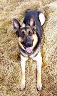 German Shepherd
