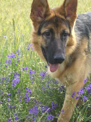 German Shepherd puppy