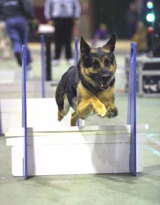 German Shepherd in flyball race