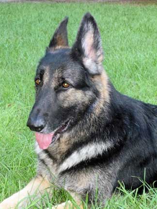 German Shepherd puppy