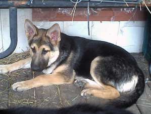 GSD puppy