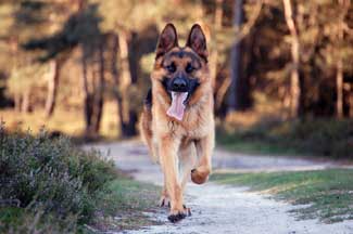 GSD running