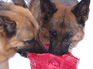 German Shepherds playing