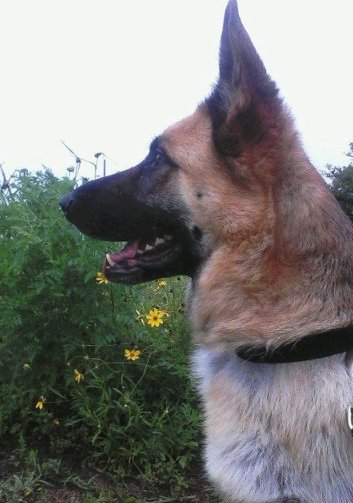 German Shepherd Sammy