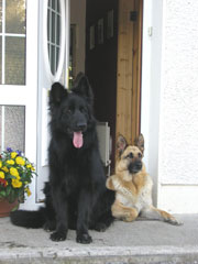 GSDs in doorway