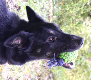 GSD with toy in mouth