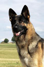Geneva, GSD