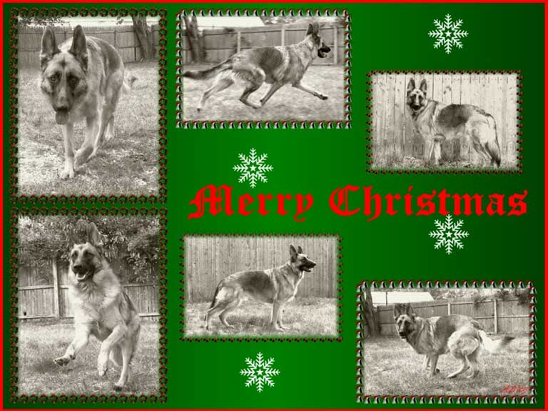 Christmas GSD Wallpaper