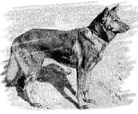 Horand - 1st GSD