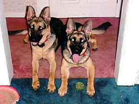 GSDs on carpet