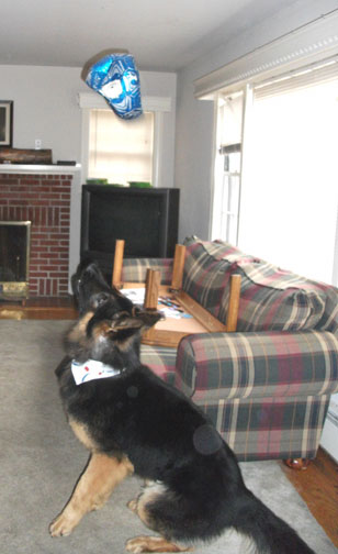 German Shepherd jumps