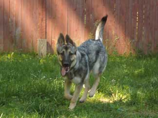 German Shepherd Claire