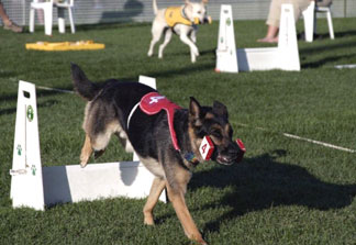 GSD doing scenthurdles