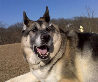 German Shepherd Dog
