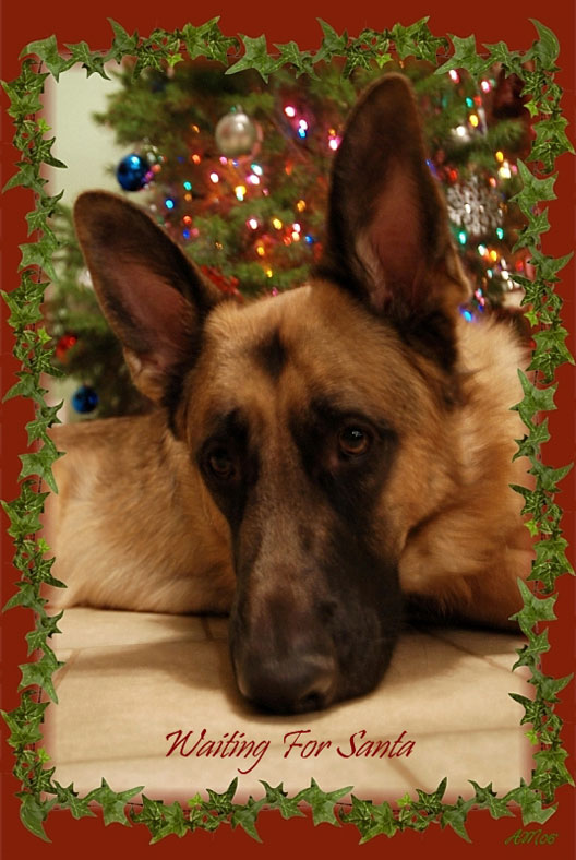 waiting for Santa Wallpaper