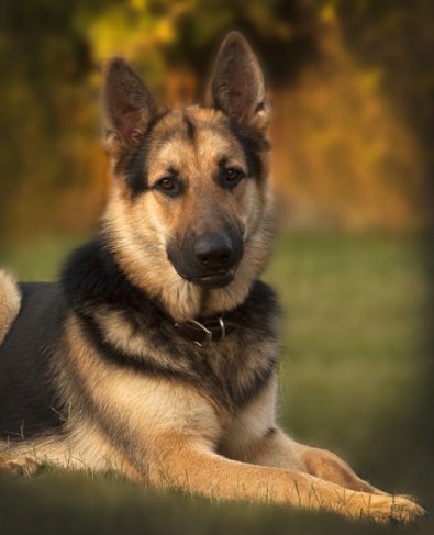 GSD of the Month - August 2010 - Luna