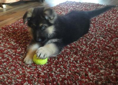 German Shepherd puppy Auggie playing with his ball