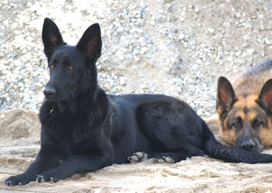Black GSD