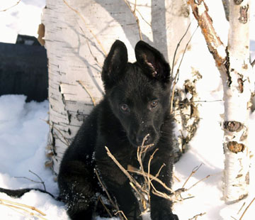 GSD