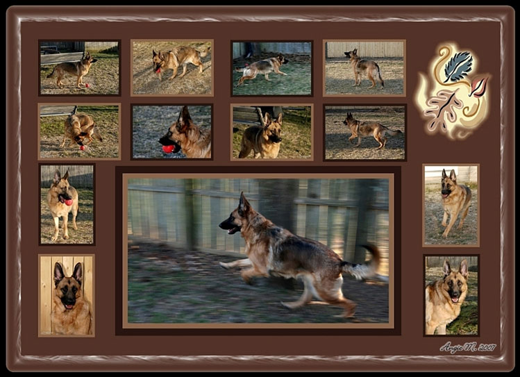 GSD Brown background