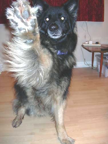 coated GSD 