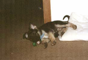 GSD Cera, 3 mos