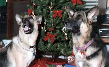 GSD at Christmas
