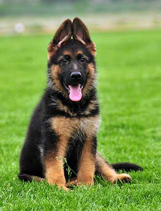 German Shepherd puppy Max
