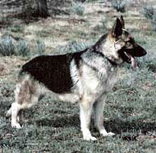 GSD standing