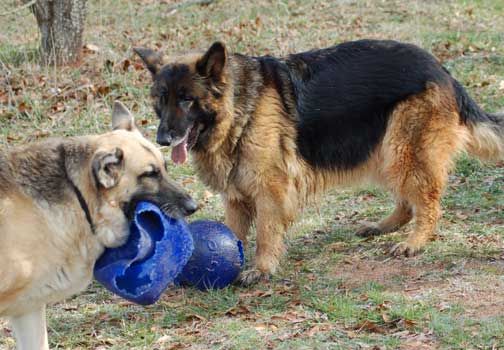 GSD coat colors
