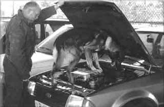Drug dog working