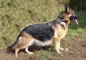 GSD face female
