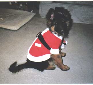 when do puppies lose their puppy fur goodheart kennel german shepherds testimonials when do puppies lose their puppy fur goodheart kennel german shepherds testimonials